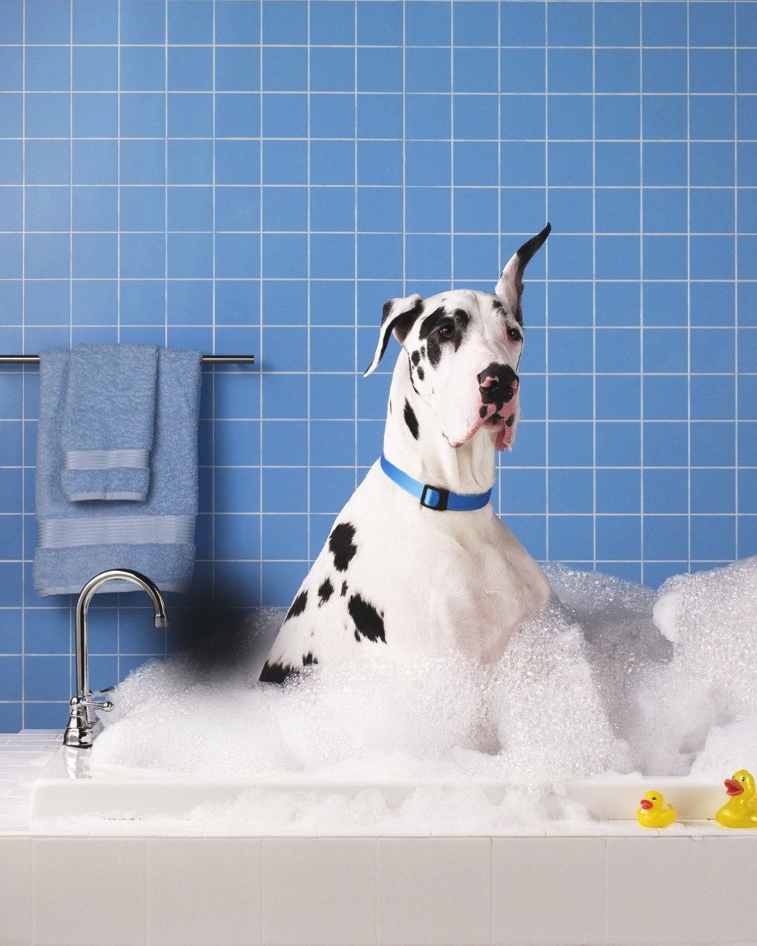 Great Dane in a bubble bath