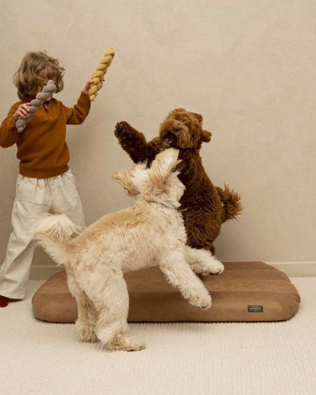 Child playing with two dogs and rope toys