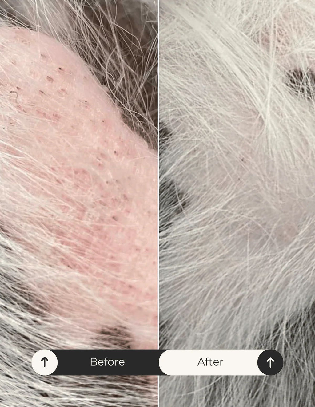 Fur & Body Dry Oil