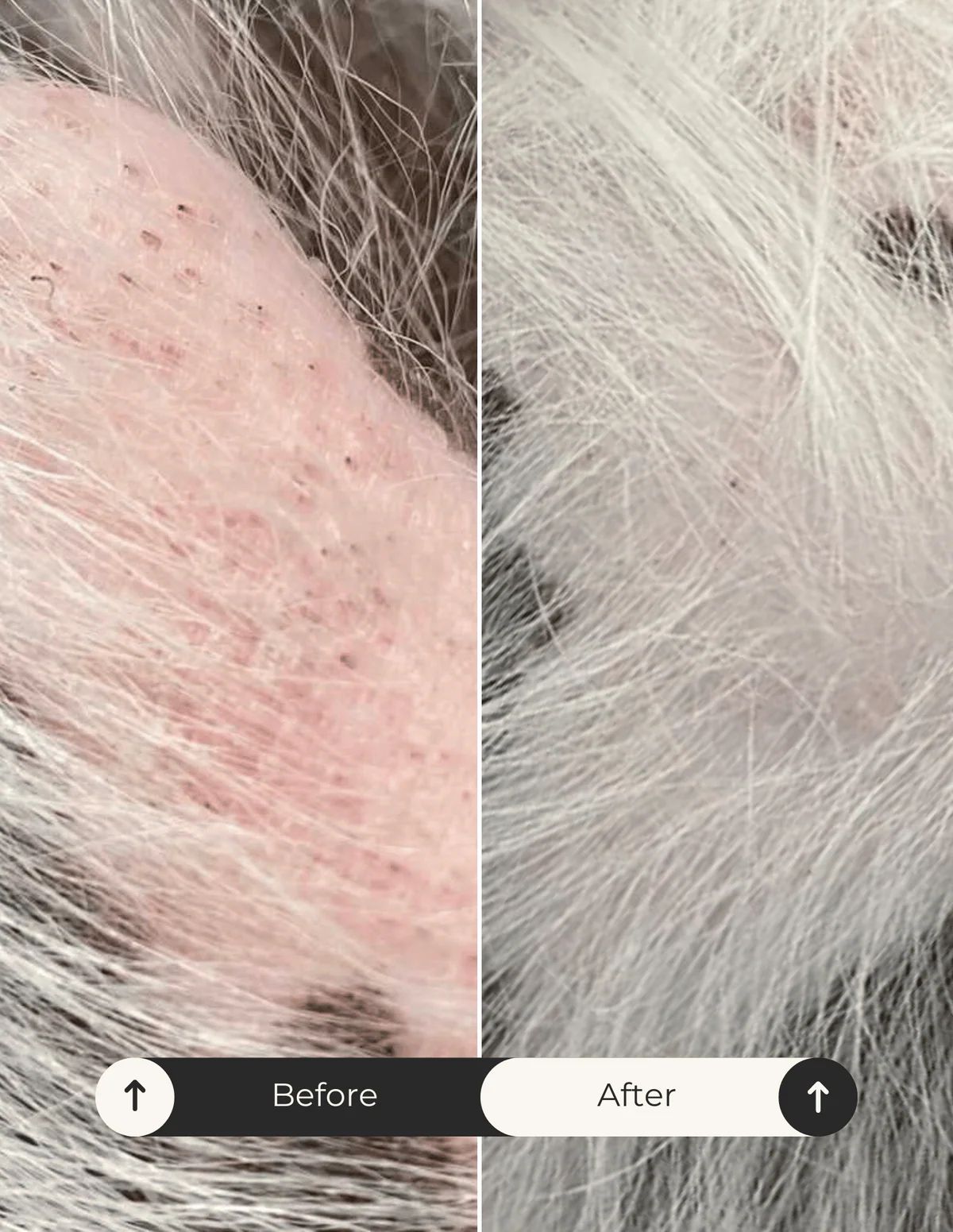 Fur & Body Dry Oil