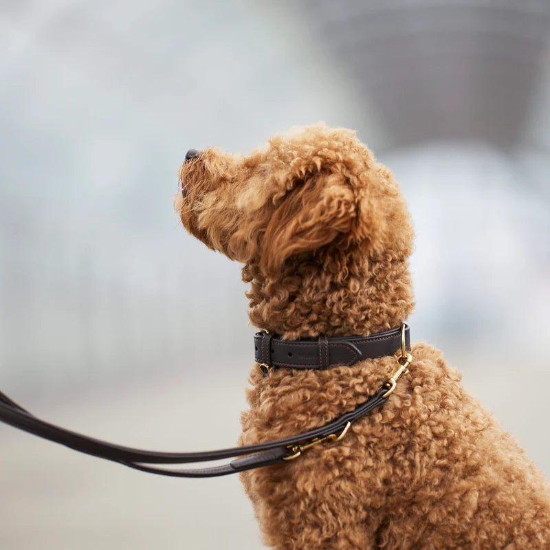 Luxury Leather Dog Leash Earth