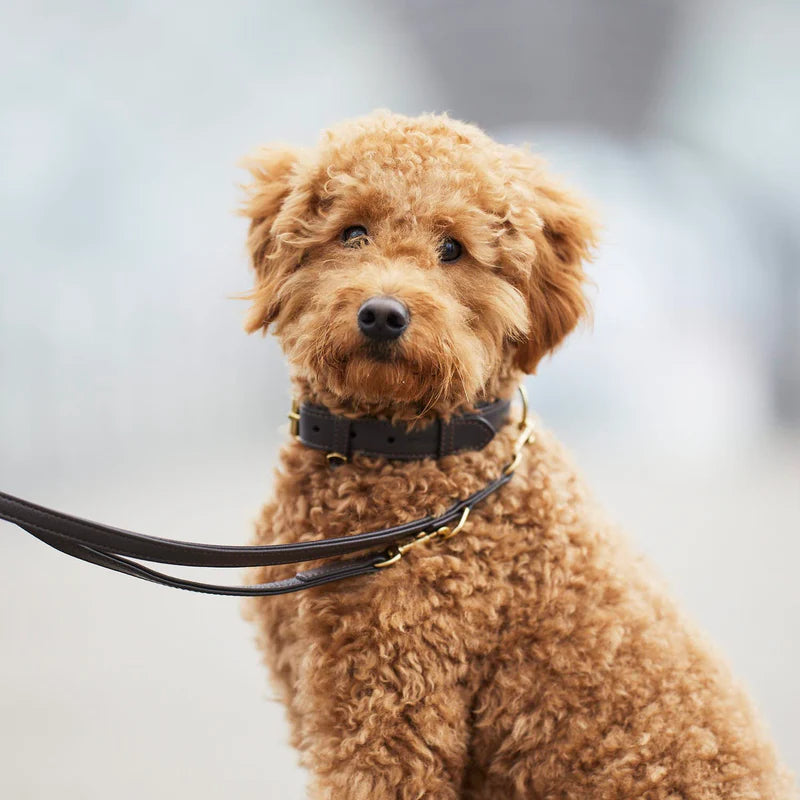 Luxury Leather Dog Leash Earth