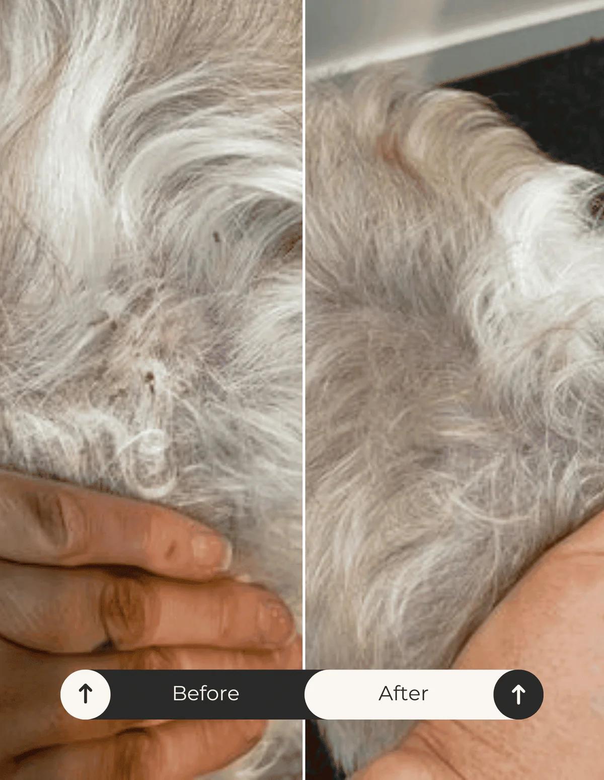 Natural Dog Shampoo