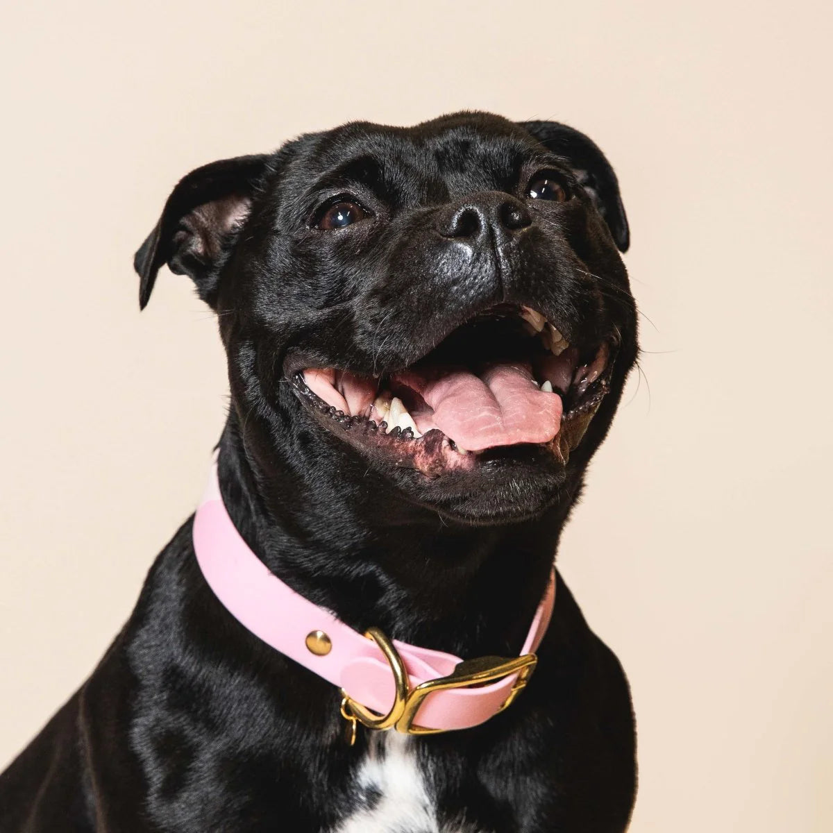 Dog Collar - baby rose