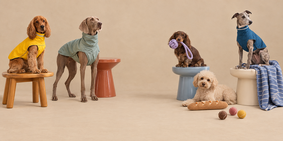 Dogs posing for Loulou