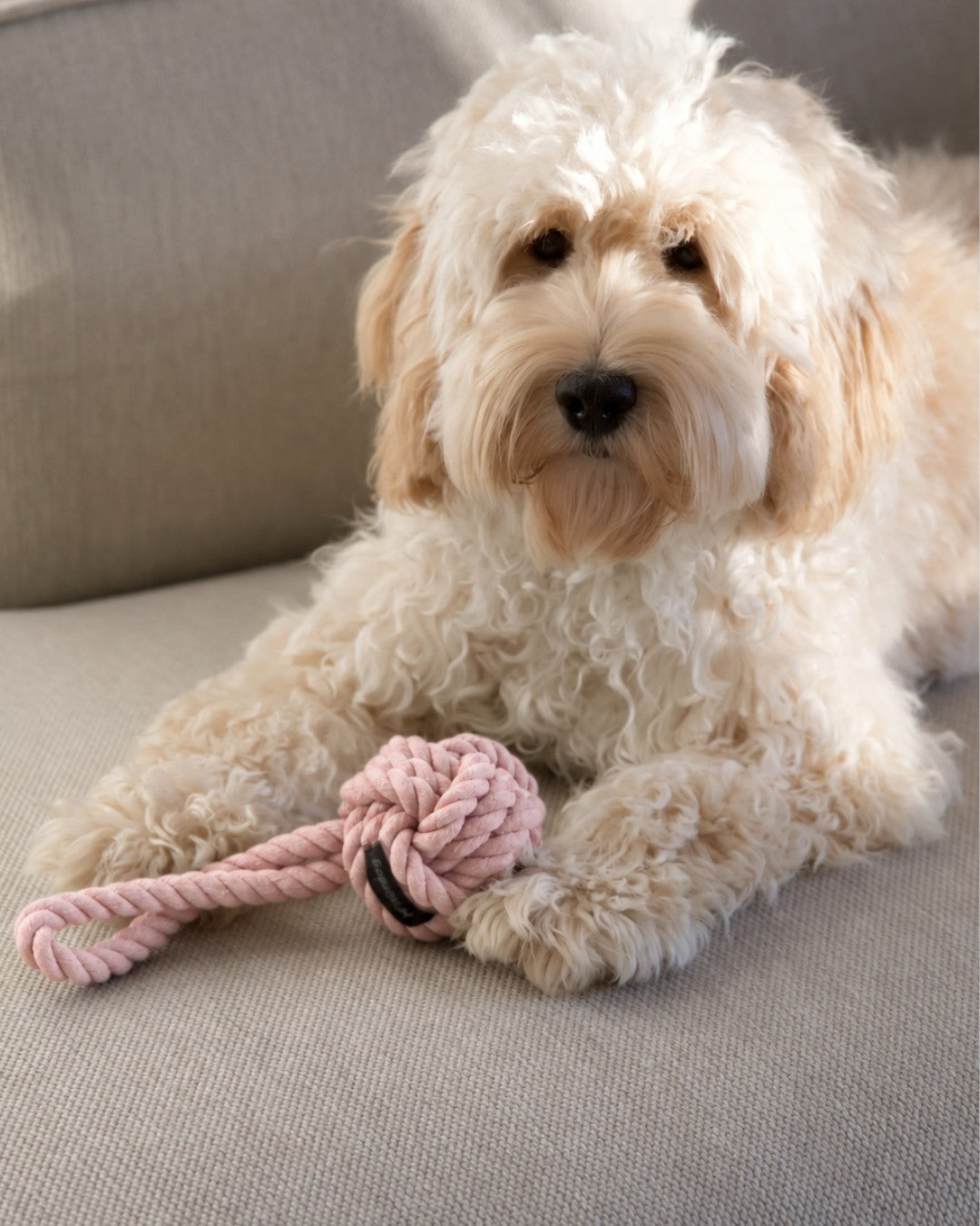 Dog resting with a braided rope toy