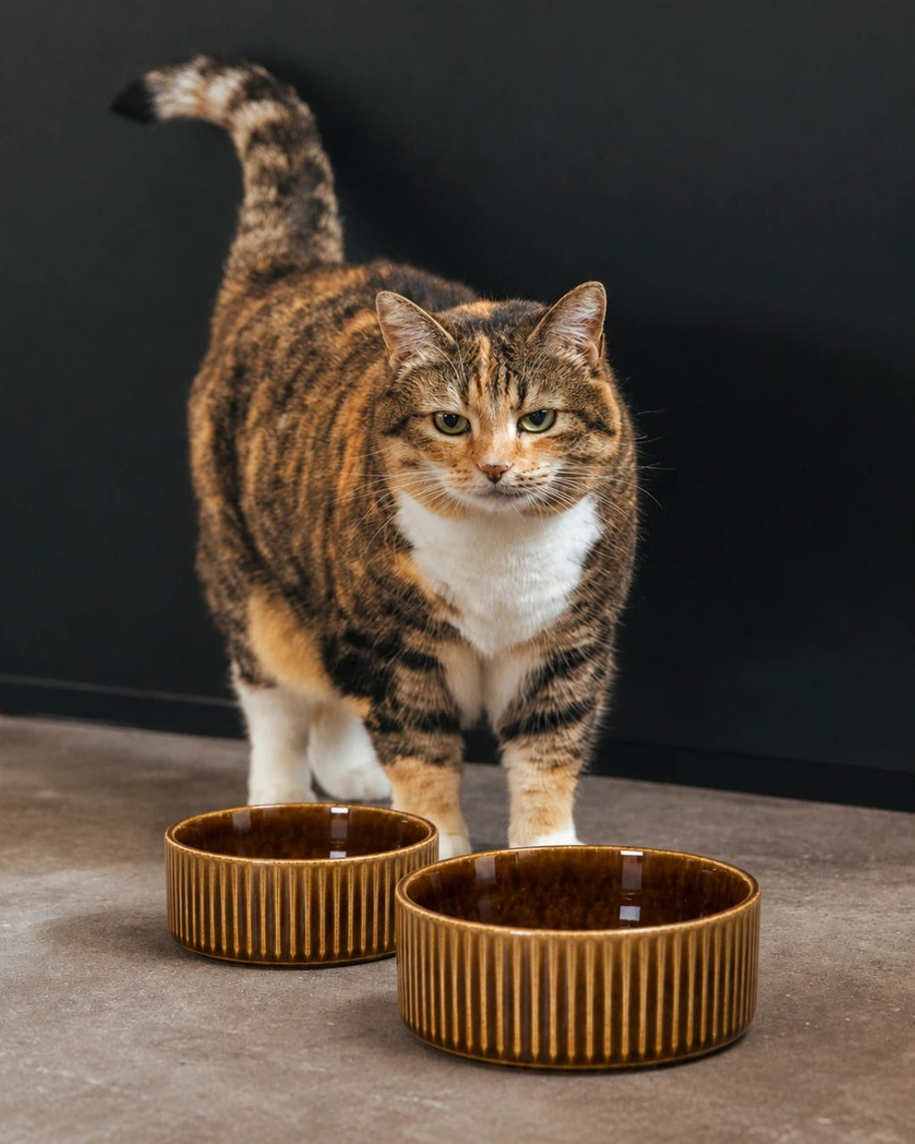 Cat standing behind two brown ceramic bowls