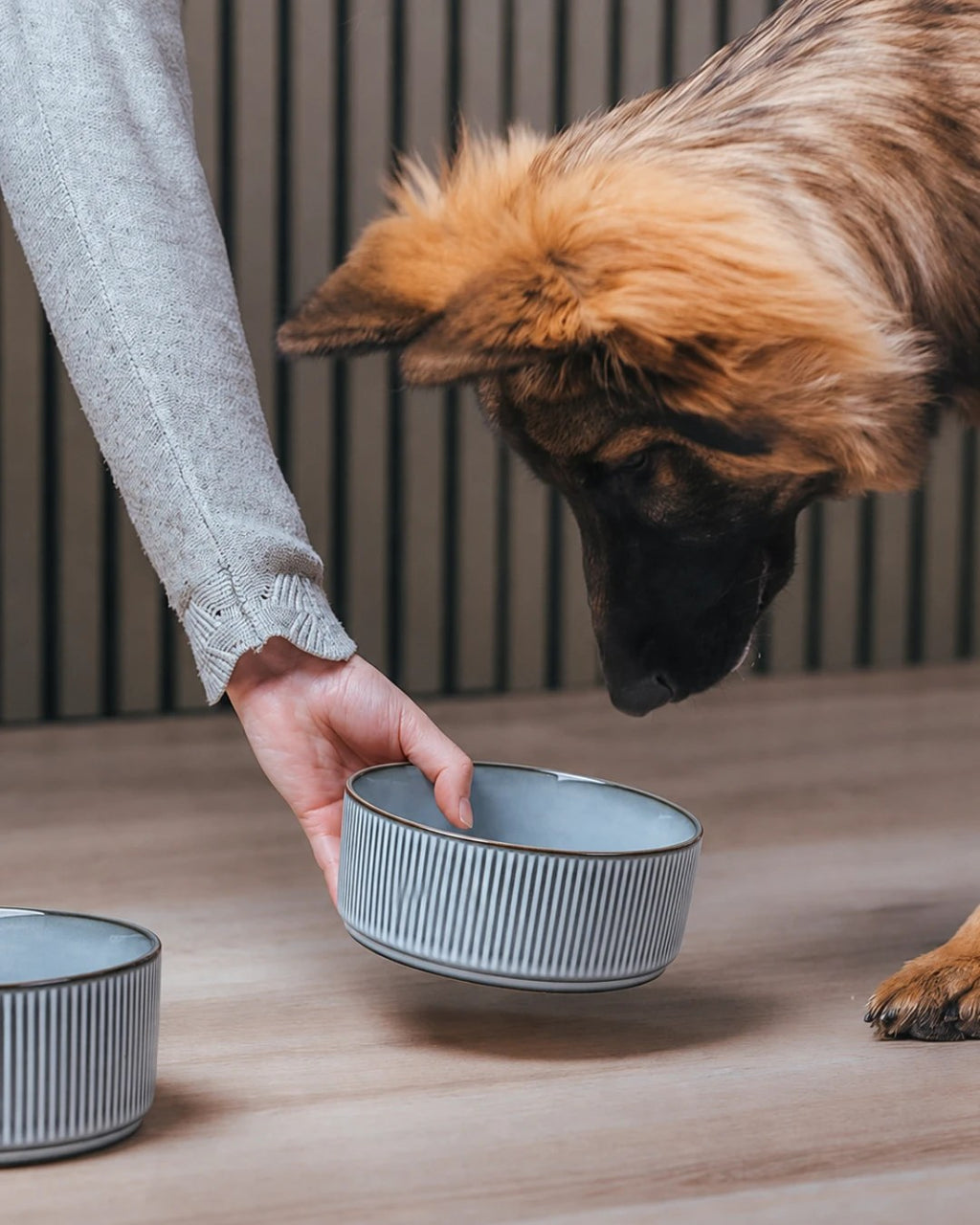 Dog sniffing a grey ceramic bowl