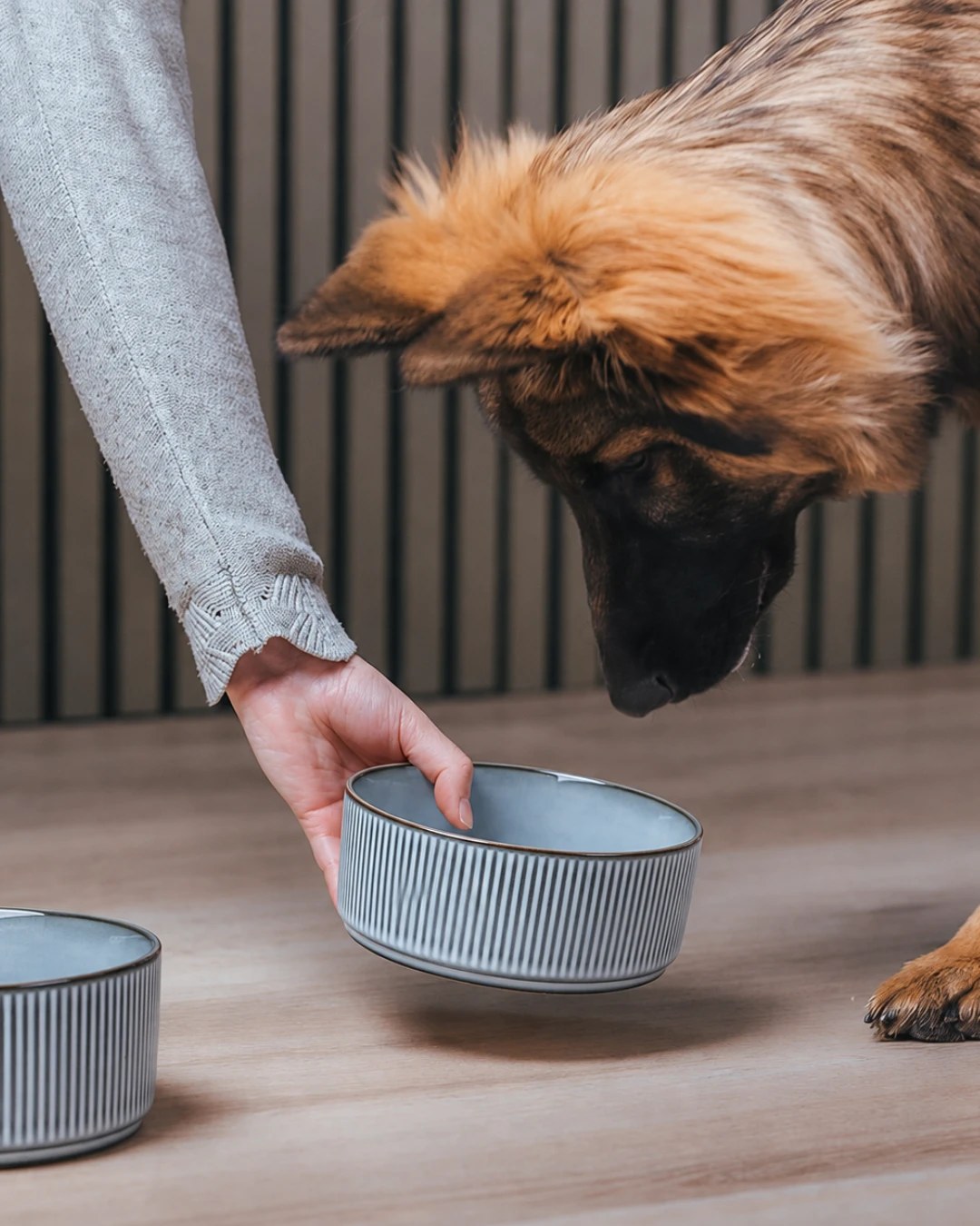 Dog sniffing a grey ceramic bowl