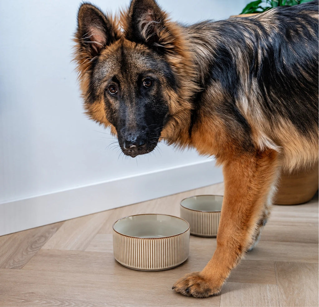 German Shepherd next to sand ceramic bowls