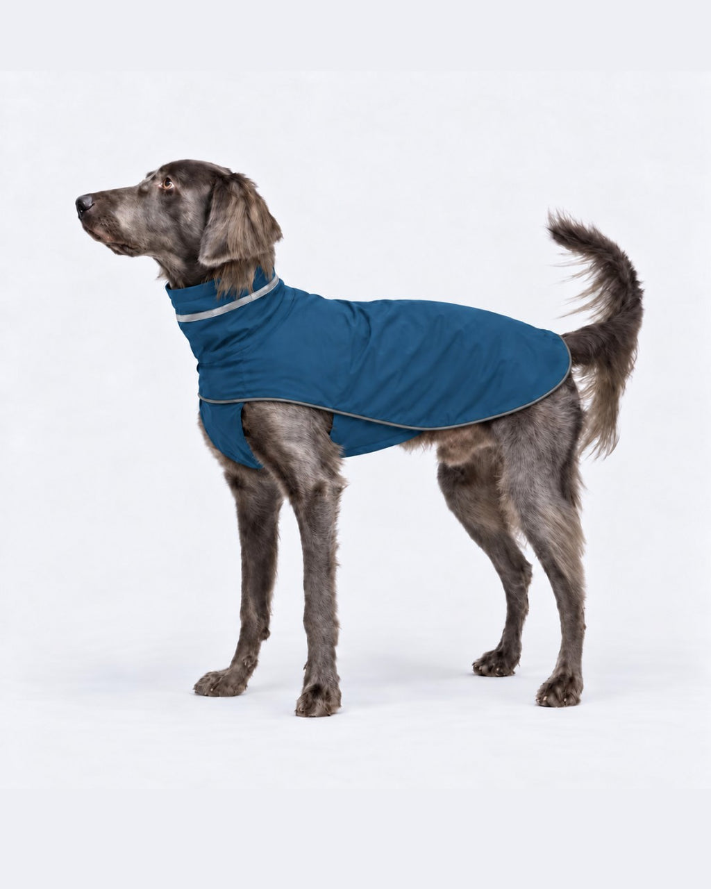 Blue dog raincoat worn by a dog