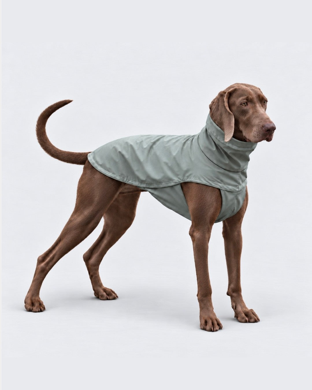 Khaki dog raincoat worn by a pointer