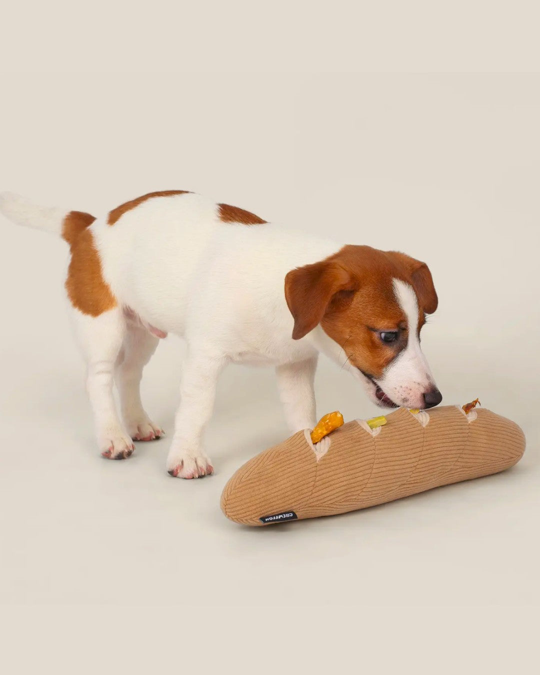 Puppy sniffing Loulou's Baguette