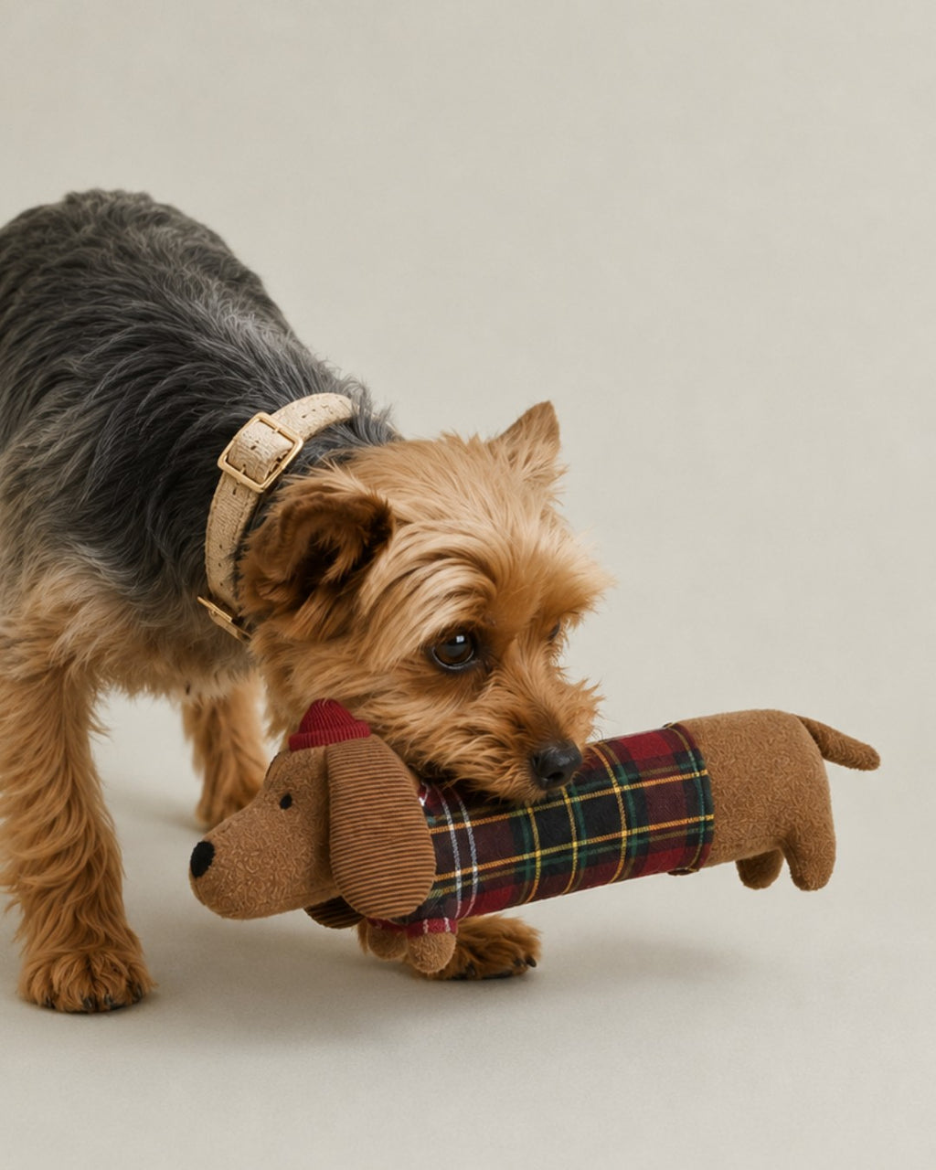 Terrier playing with Marius the sausage dog toy
