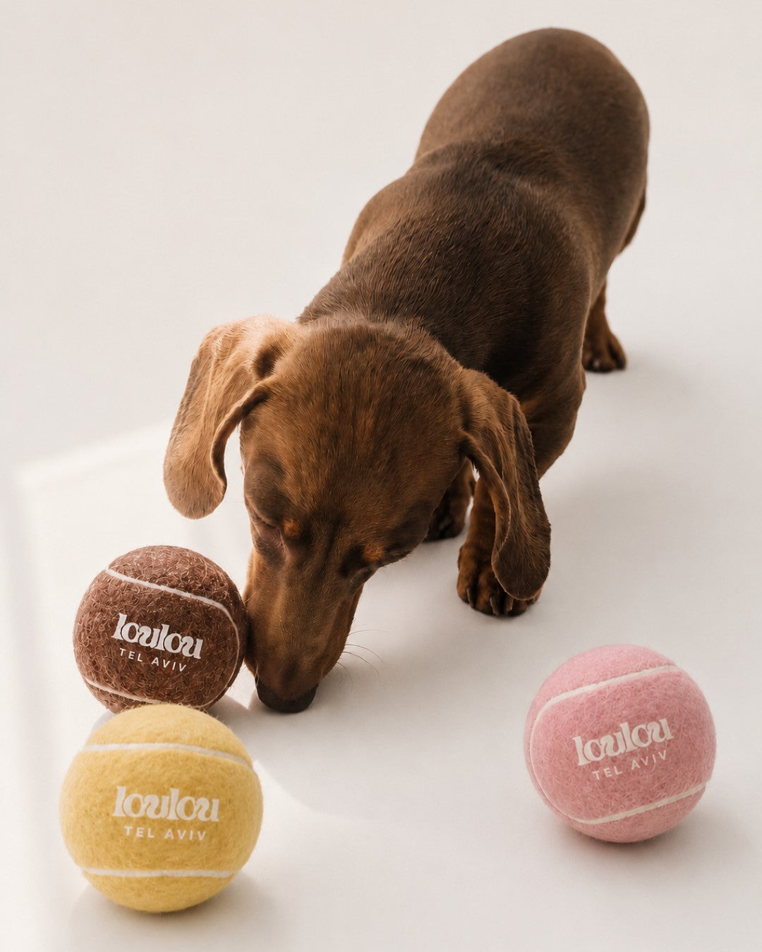 Dachshund playing with the Tel Aviv balls